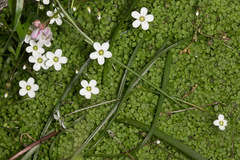 Arenaria balearica