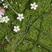 Mossy Sandwort - Photo (c) Drepanostoma, some rights reserved (CC BY-NC), uploaded by Drepanostoma