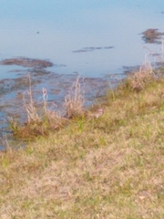 Charadrius vociferus