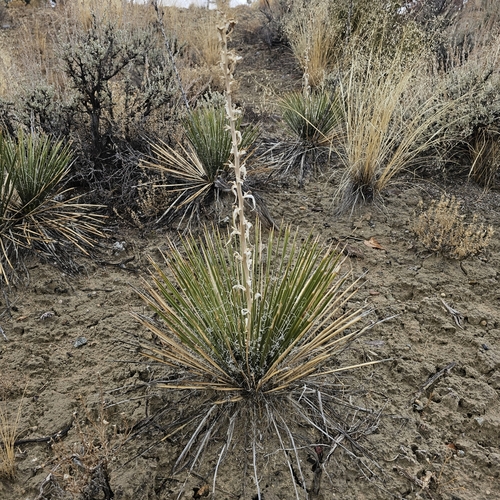 Image of Yucca baileyi by (c) Indio Brown, some rights reserved (CC BY)