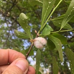 Callirhytis quercusoperator