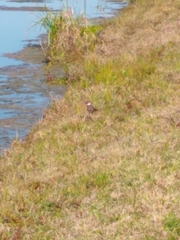 Charadrius vociferus