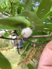 Callirhytis quercusoperator