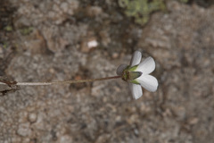 Arenaria balearica
