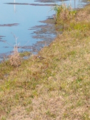 Charadrius vociferus