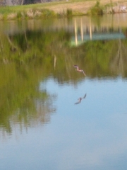 Charadrius vociferus
