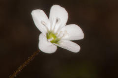 Arenaria balearica