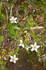 Arenaria ciliata
