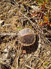 Trachemys scripta