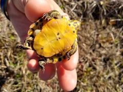 Trachemys scripta