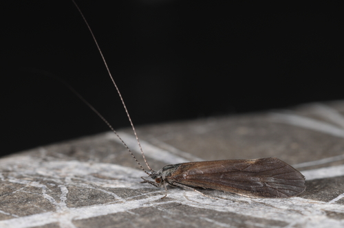 Ceraclea perplexa