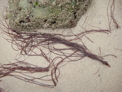 Gracilariopsis