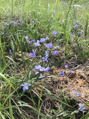 Sisyrinchium pruinosum