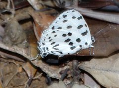 Tajuria maculata