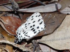 Tajuria maculata