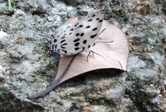 Tajuria maculata