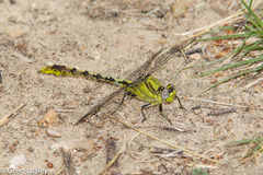 Arigomphus lentulus