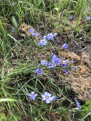 Sisyrinchium pruinosum