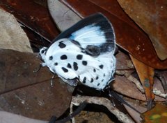 Tajuria maculata