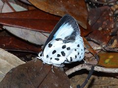Tajuria maculata