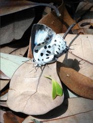 Tajuria maculata