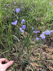 Sisyrinchium pruinosum