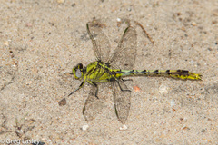 Arigomphus lentulus