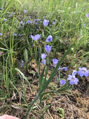 Sisyrinchium pruinosum