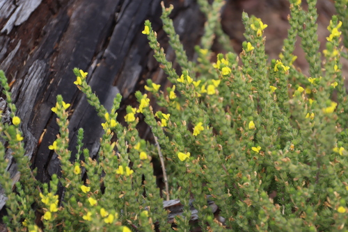 Image of Aspalathus ericifolia by (c) Tony Rebelo, some rights reserved (CC BY-SA)