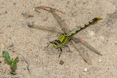 Arigomphus lentulus