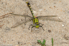 Arigomphus lentulus