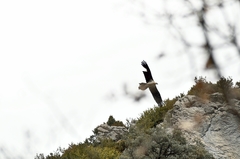 Gypaetus barbatus barbatus