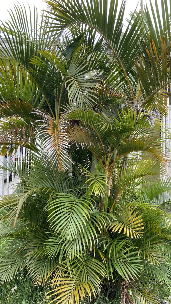 areca palm from Rua Humberto Geronasso, Curitiba, PR, BR on November 24 ...