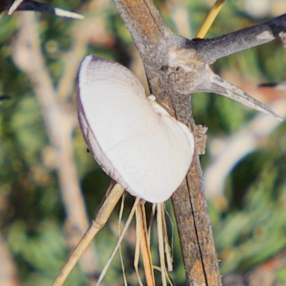 Theba subdentata