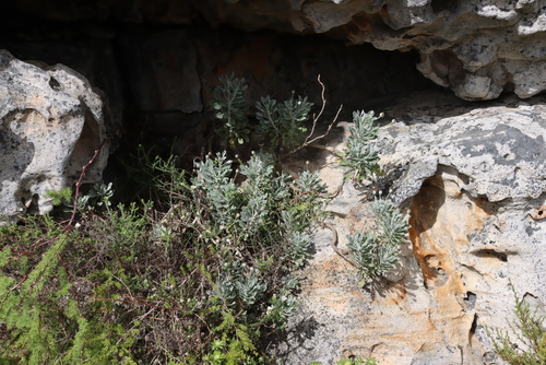 Euryops pectinatus