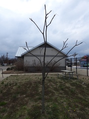Gymnocladus dioicus