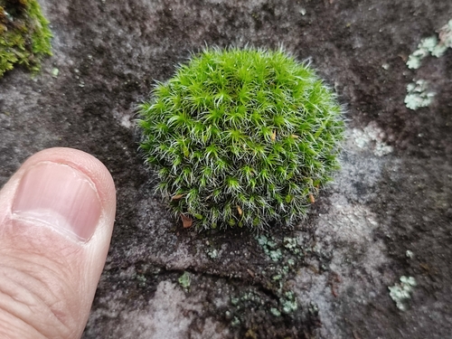 Grimmia decipiens observed 2023-11-24