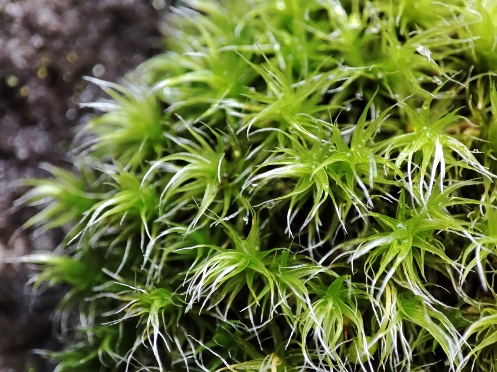 Great Grimmia