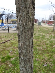 Gymnocladus dioicus