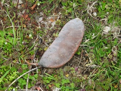 Gymnocladus dioicus