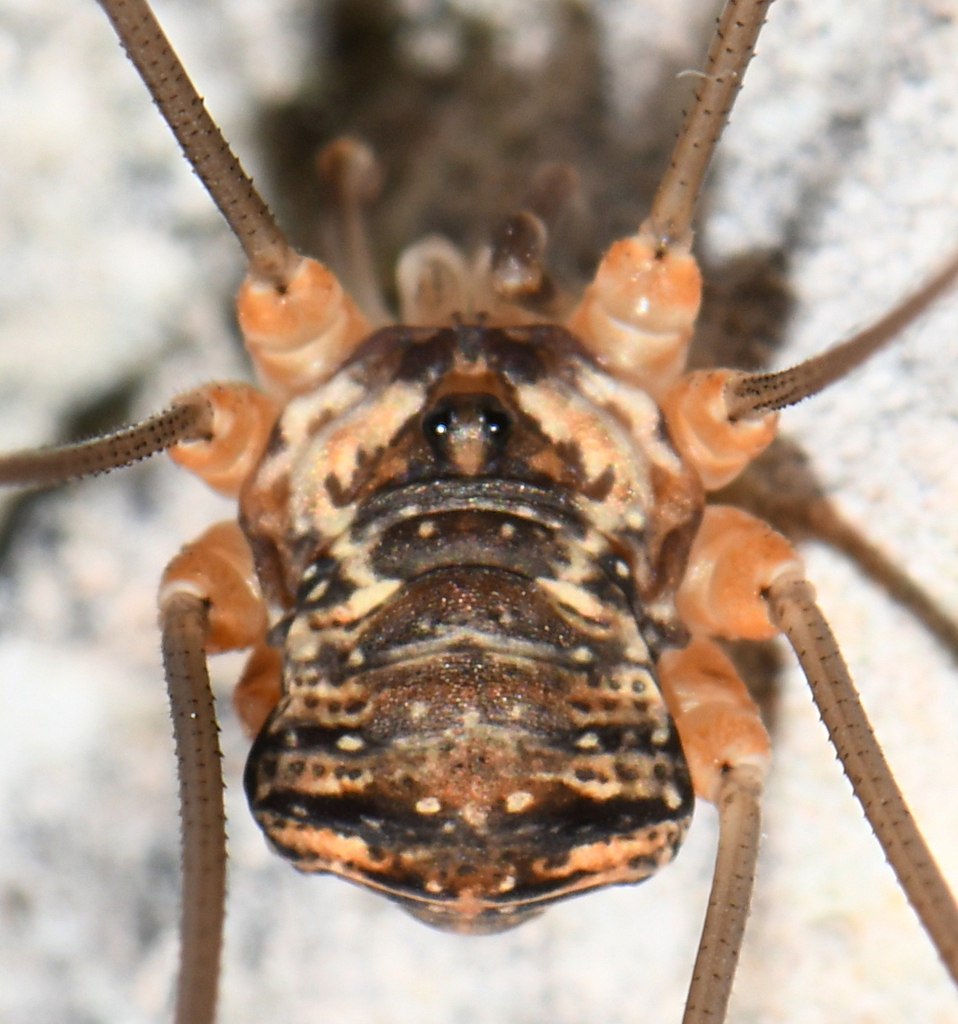 Leiobunum apenninicum