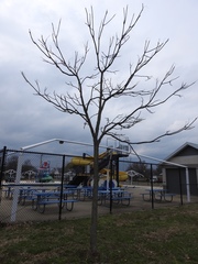 Gymnocladus dioicus