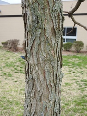 Gymnocladus dioicus