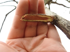 Gymnocladus dioicus