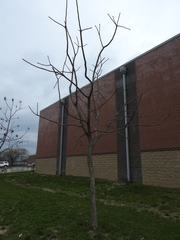 Gymnocladus dioicus