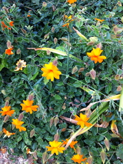 Thunbergia gregorii