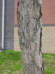 Gymnocladus dioicus