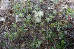 Pimelea pseudolyallii