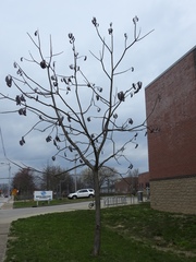 Gymnocladus dioicus