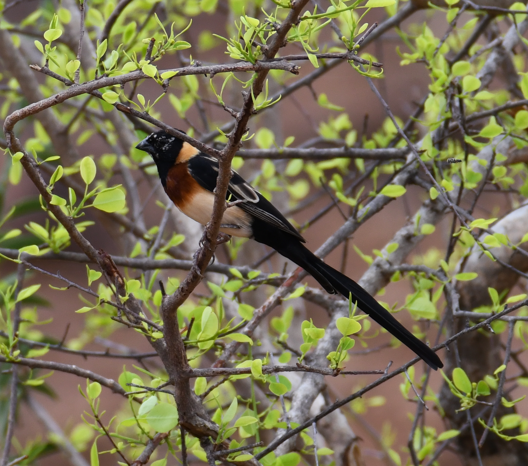 Long-tailed Paradise Whydah